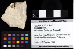 Foto (Objket + Etiketten) von Decapoda indet. 